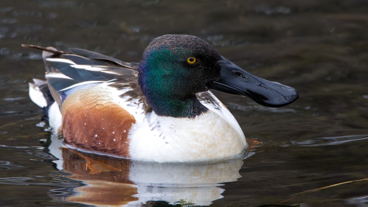 Northern Shoveler - Arthur Mercado