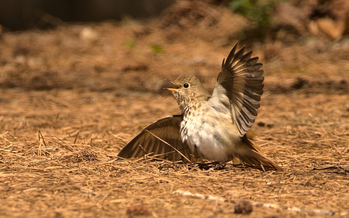 Hermit Thrush - ML437188981