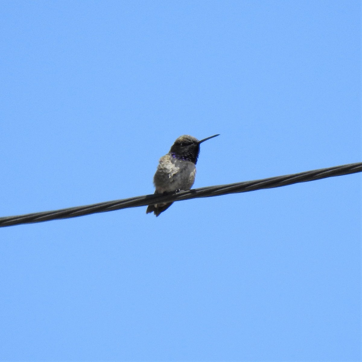 Black-chinned Hummingbird - ML437189051