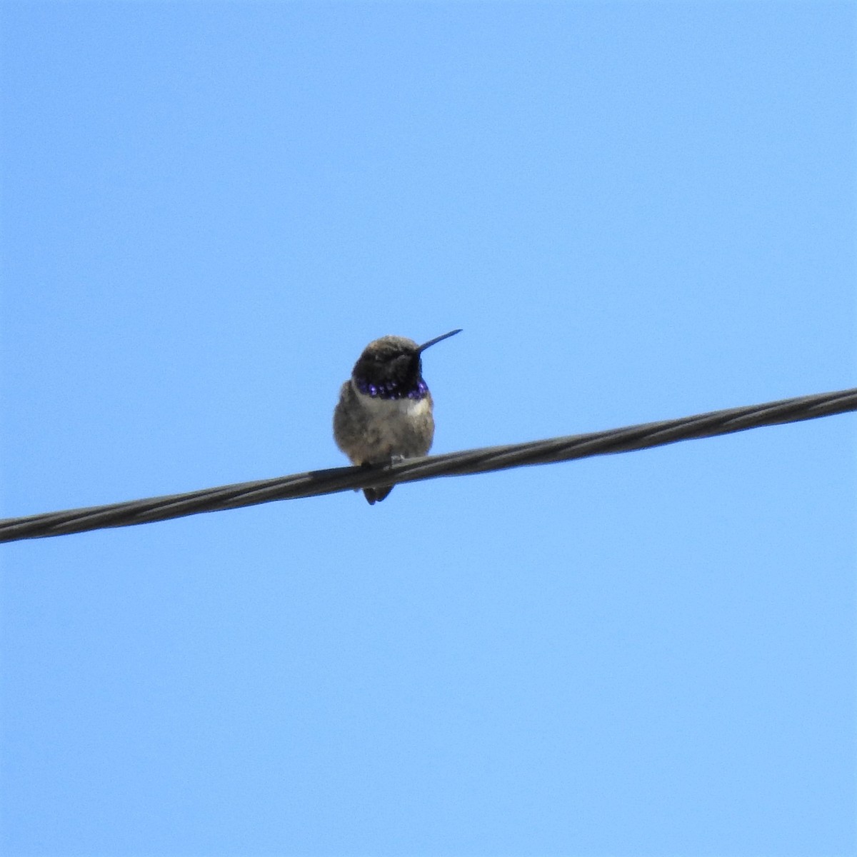 Black-chinned Hummingbird - ML437189131