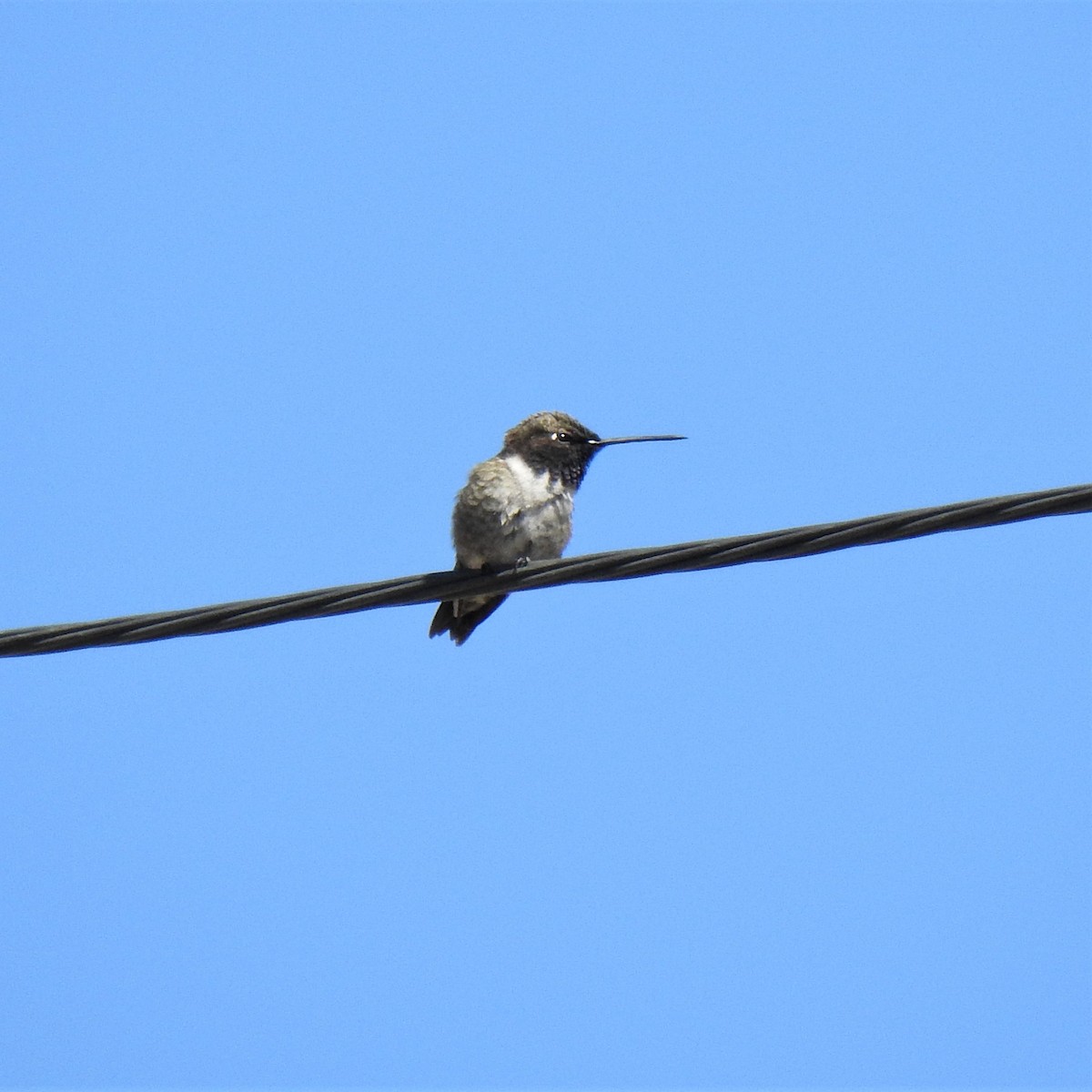 Black-chinned Hummingbird - ML437189141