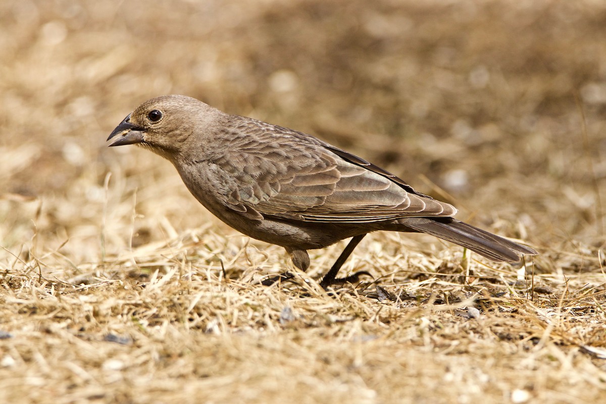Brown-headed Cowbird - Normand Laplante