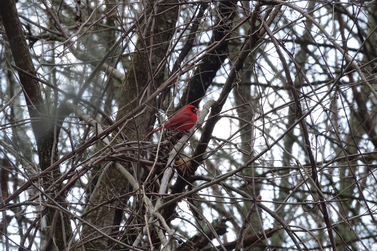 Northern Cardinal - ML437191741