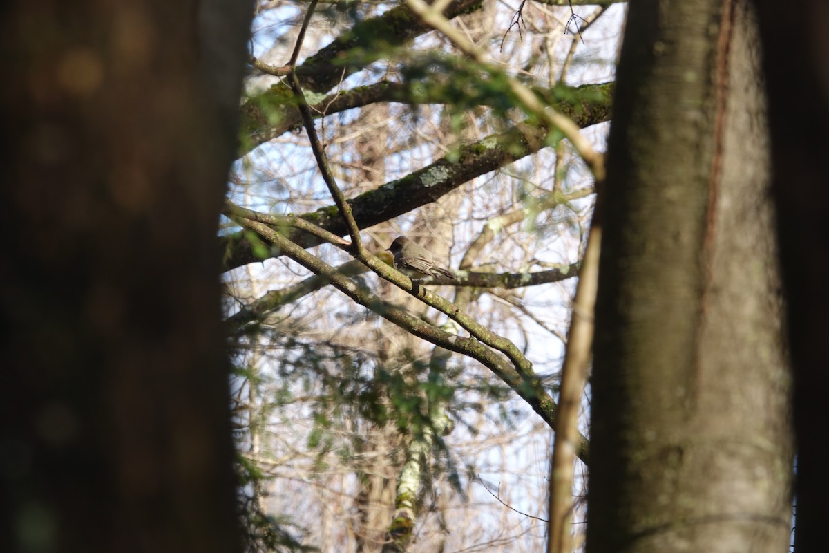 Eastern Phoebe - ML437191961