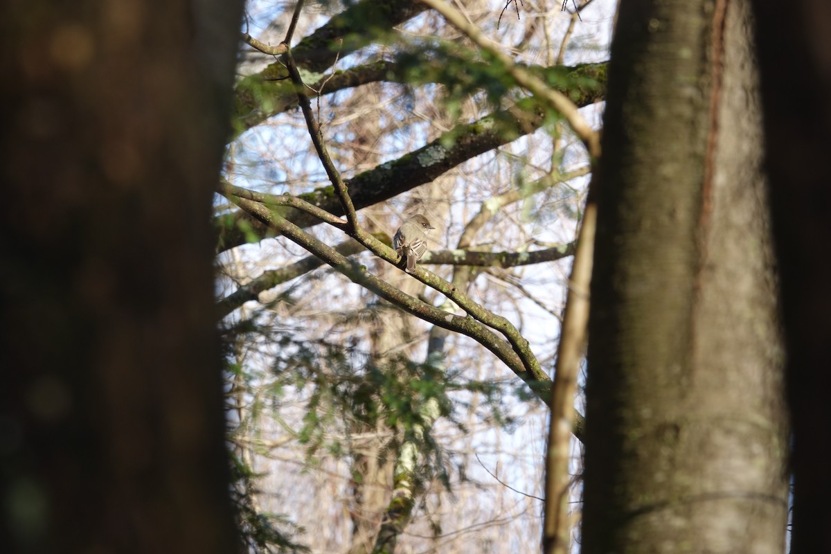 Eastern Phoebe - ML437191971