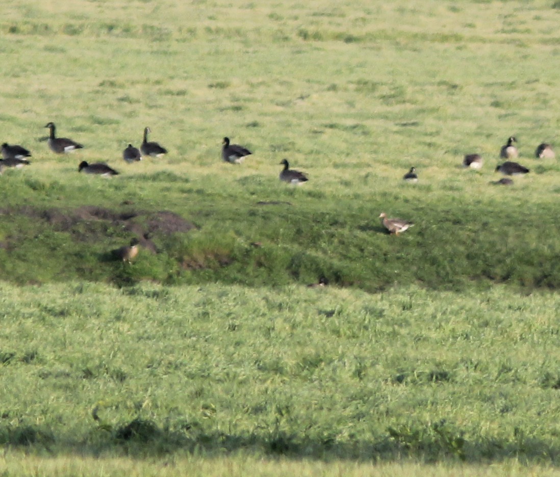 Greater White-fronted Goose - ML43719371