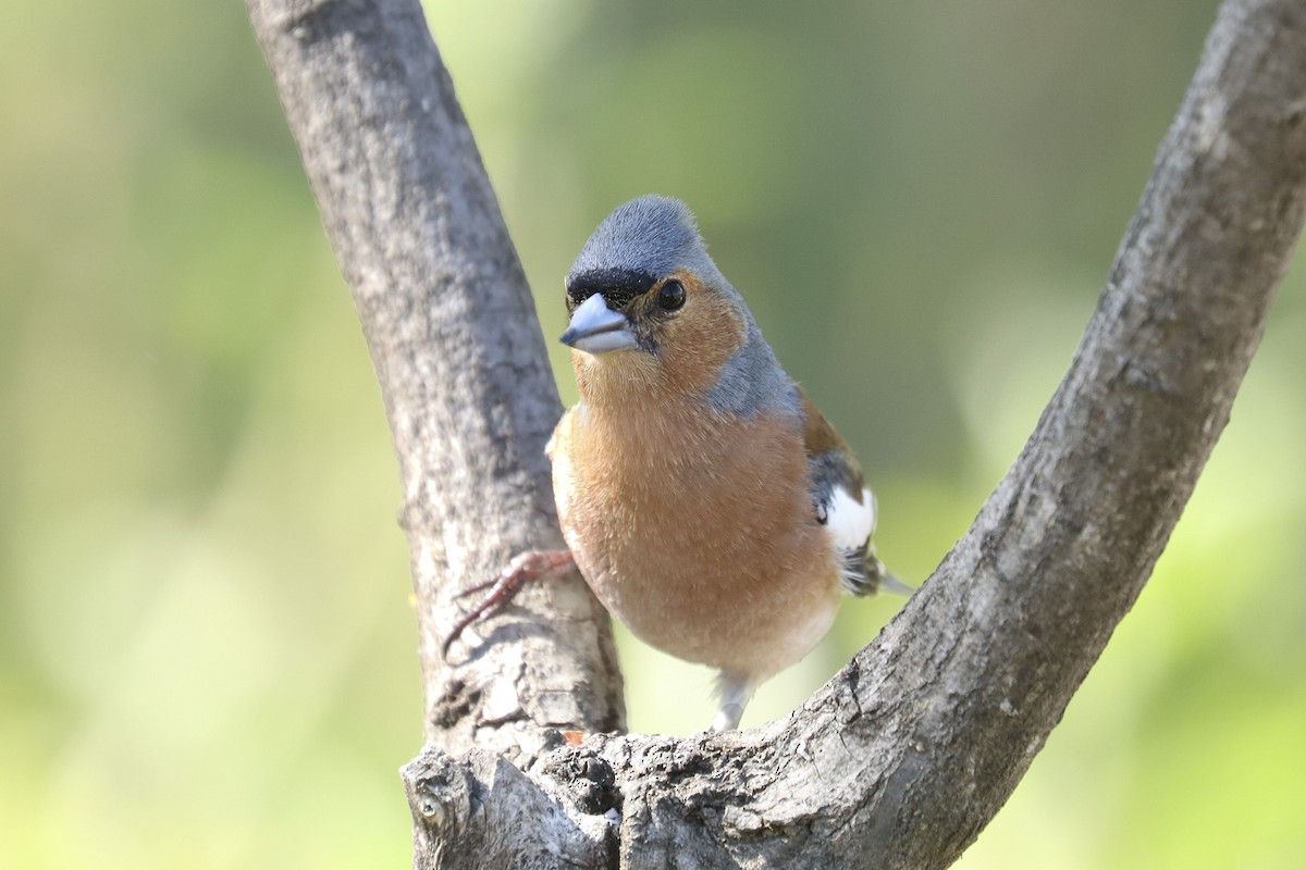 Common Chaffinch - Francisco Barroqueiro