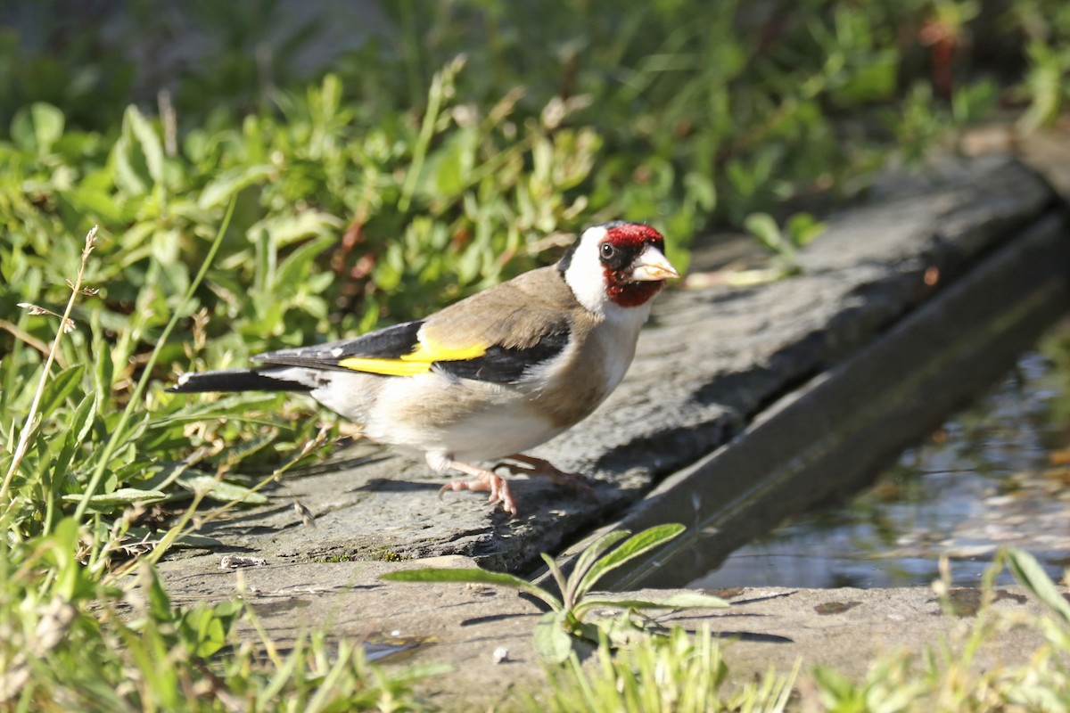 European Goldfinch - Francisco Barroqueiro