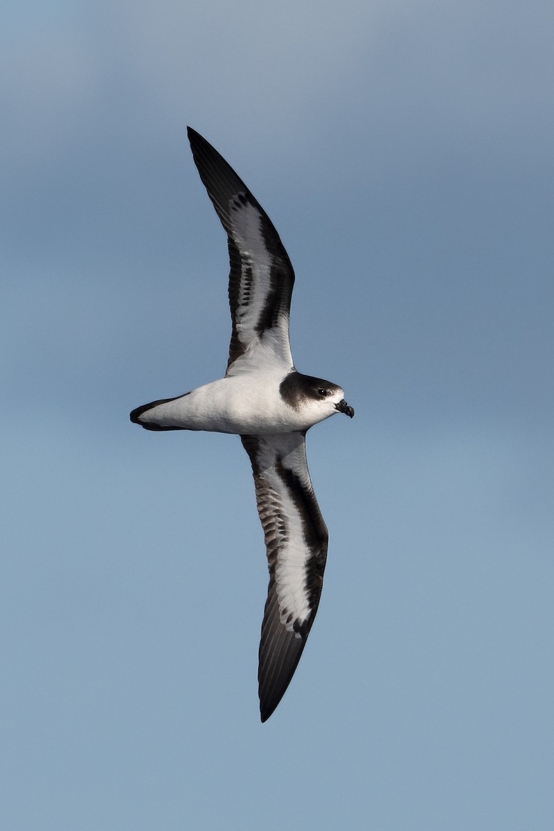 Bermuda Petrel - ML437194511