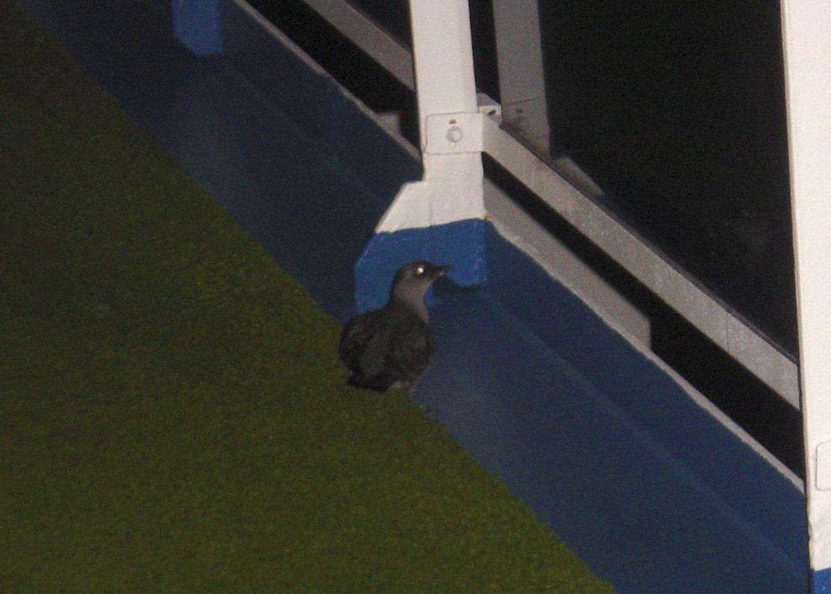 Cassin's Auklet - Deborah House