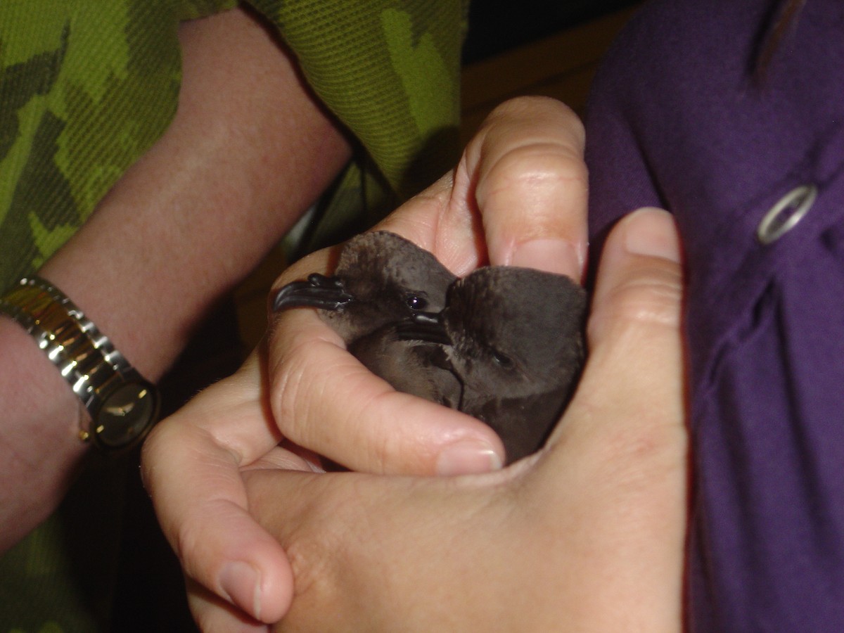 Leach's Storm-Petrel - ML437195181