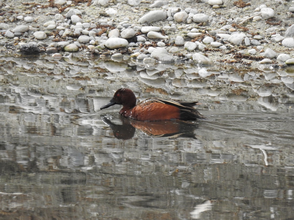 Cinnamon Teal - Yvonne Motherwell