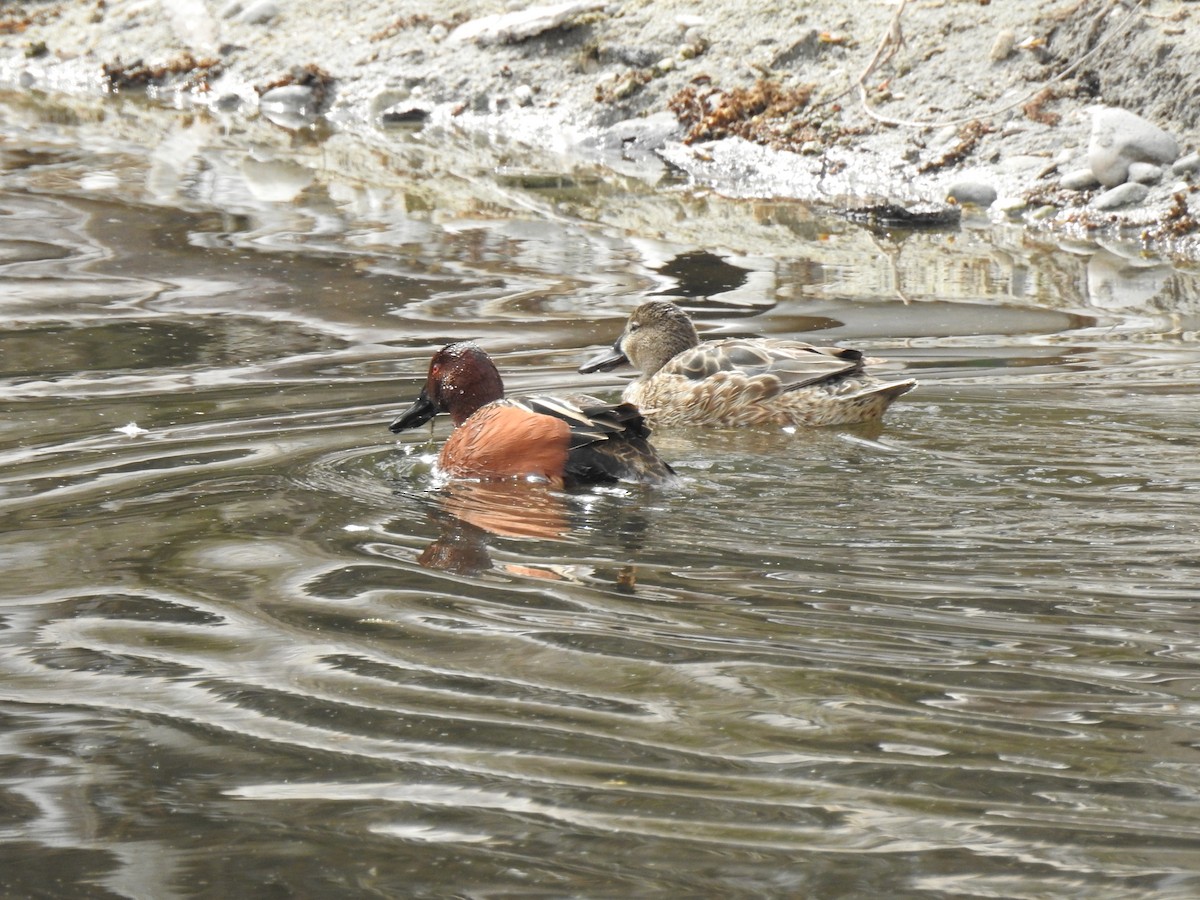 Cinnamon Teal - ML437196051