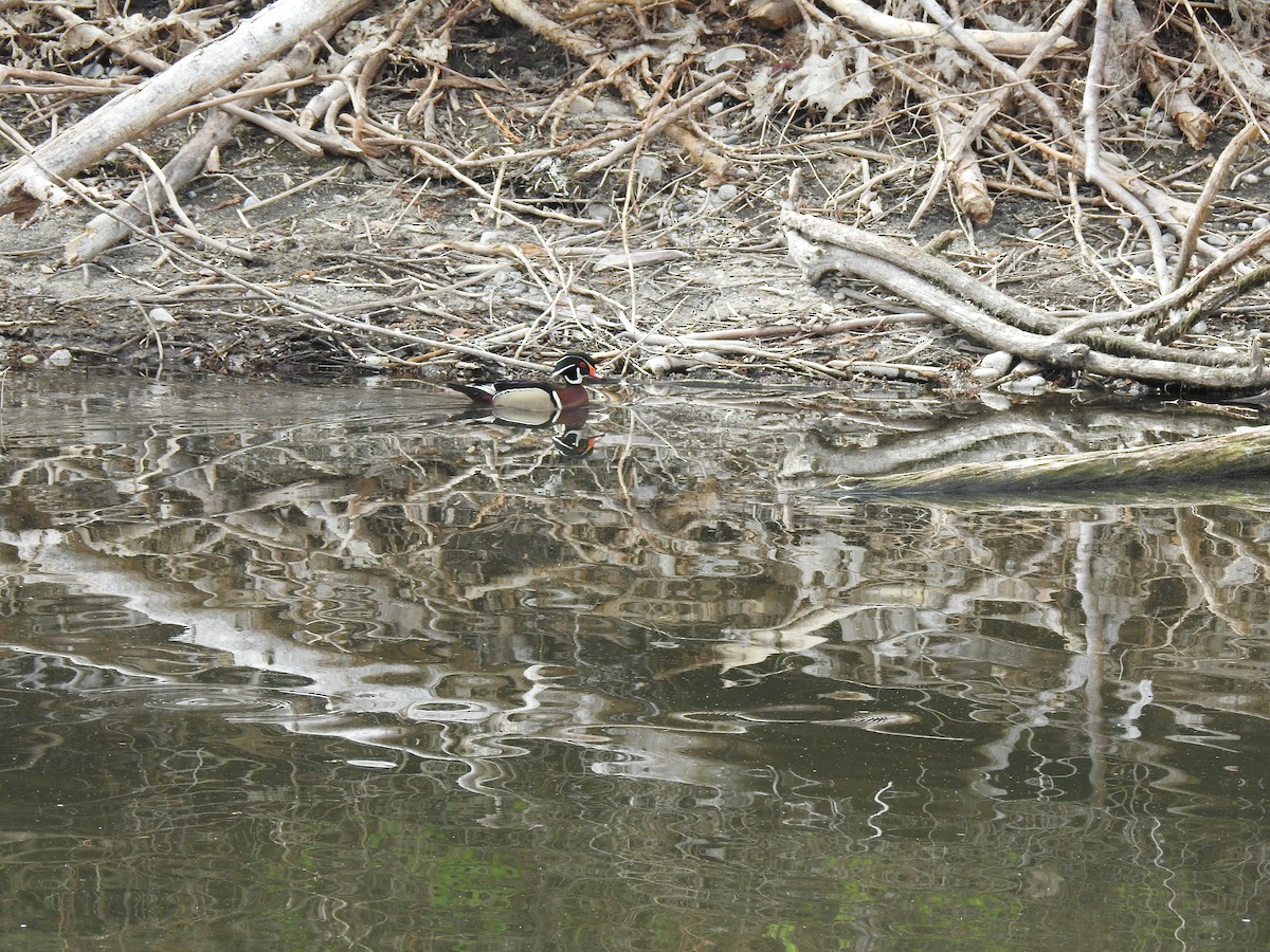 Wood Duck - ML437196221