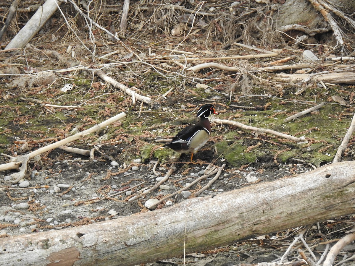 Wood Duck - ML437196401