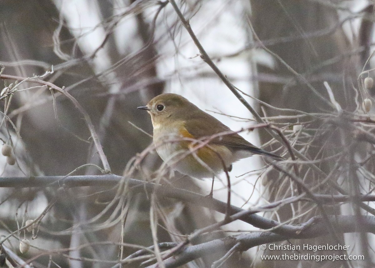 Red-flanked Bluetail - ML43719721