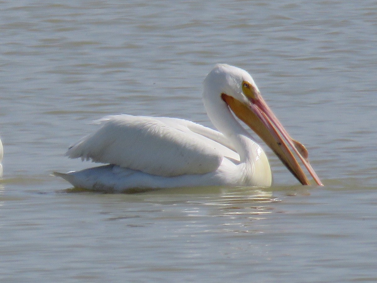 pelikán severoamerický - ML437199071
