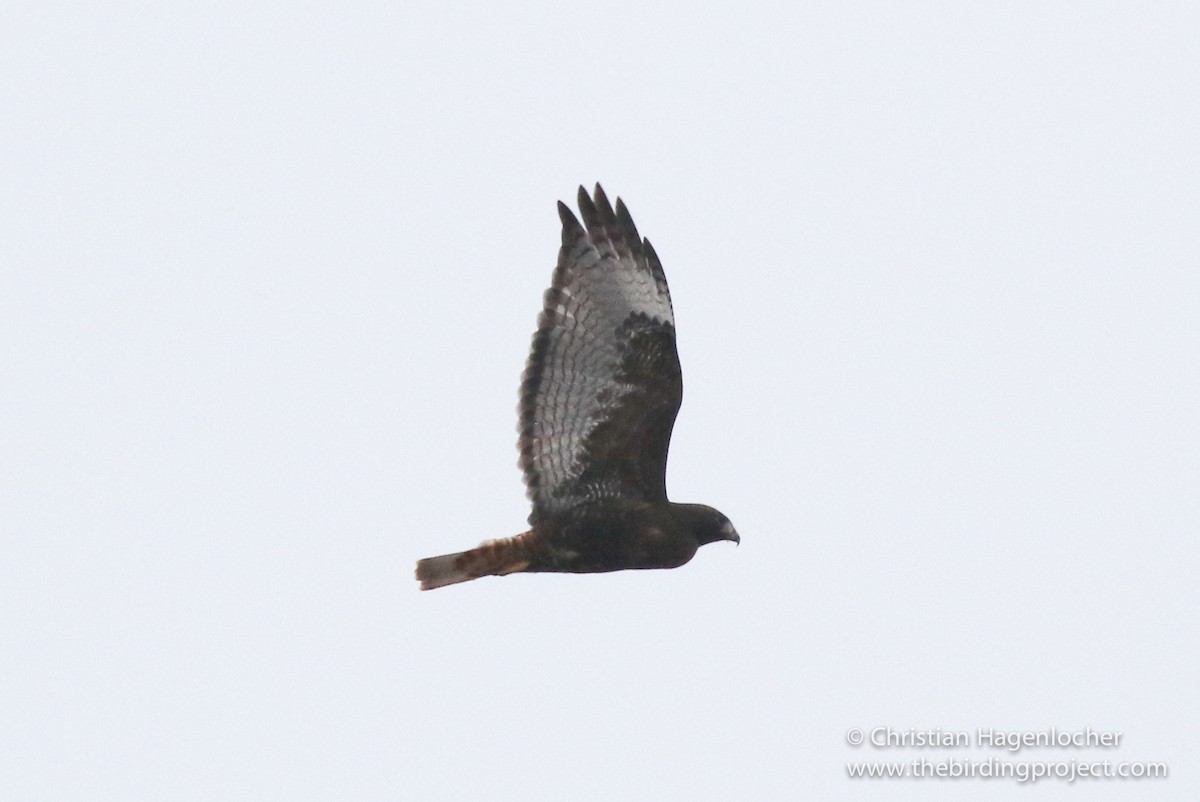 Red-tailed Hawk - ML43720041