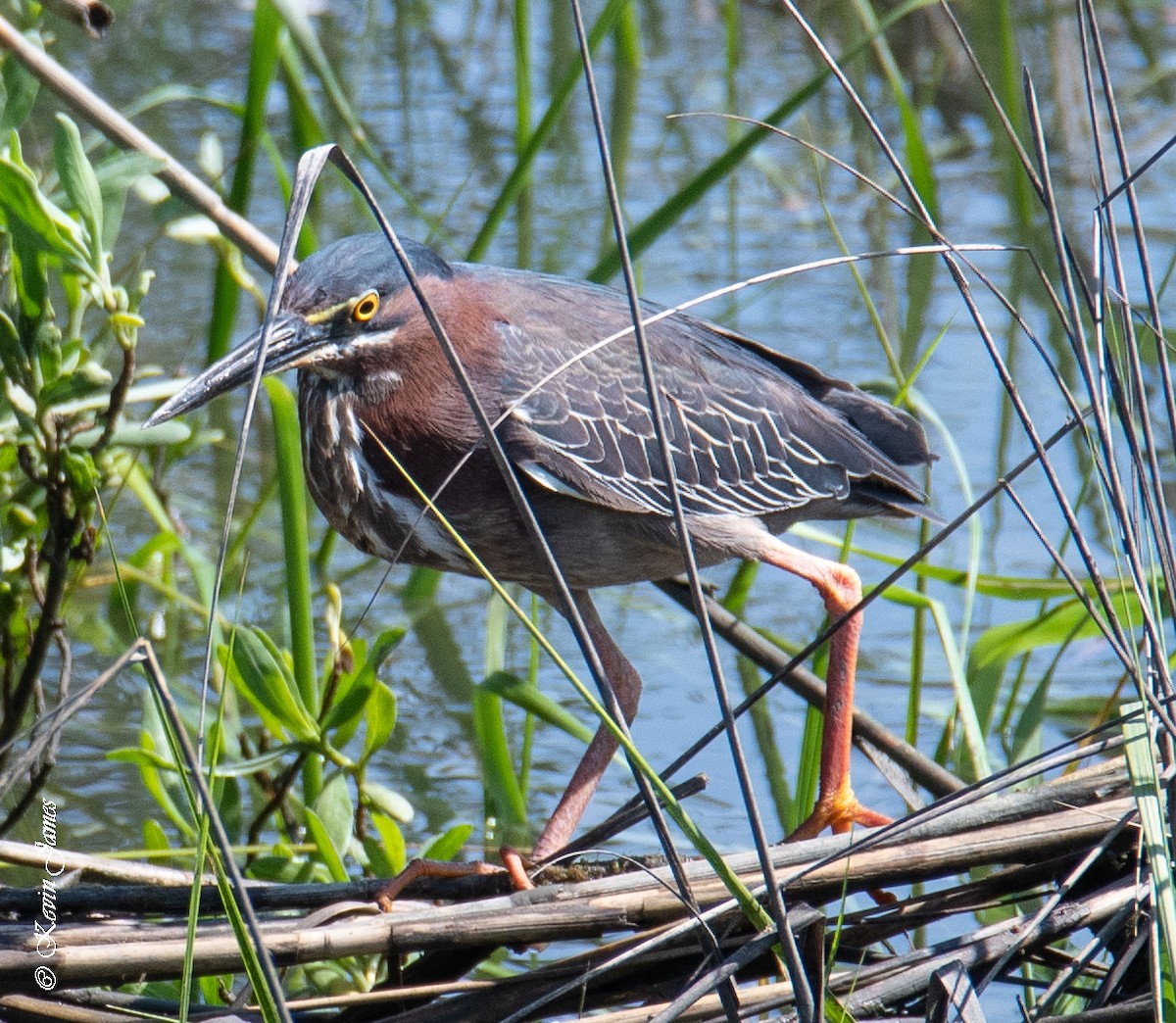 Green Heron - Kevin James