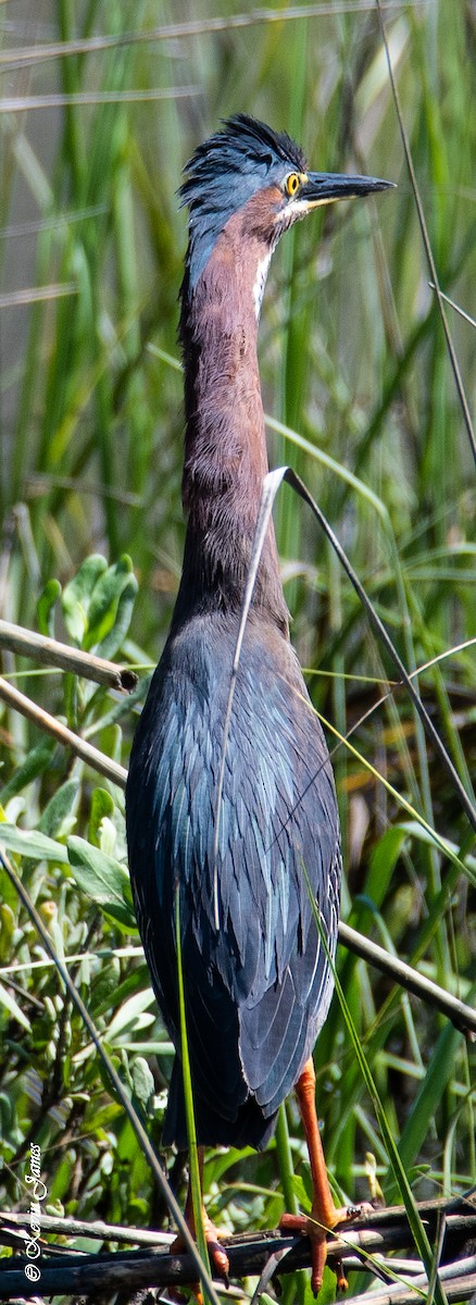 Green Heron - Kevin James