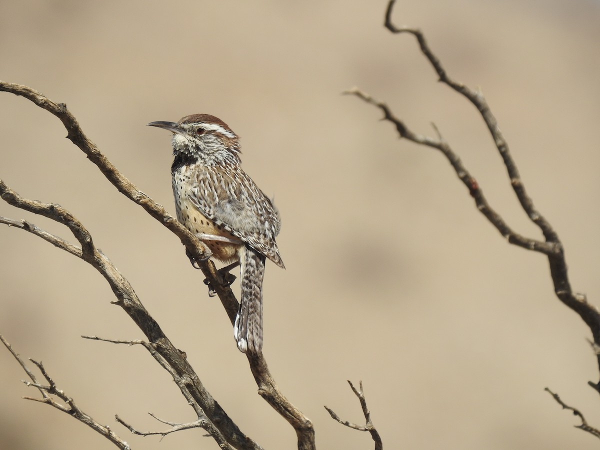 Cactus Wren - ML437203461