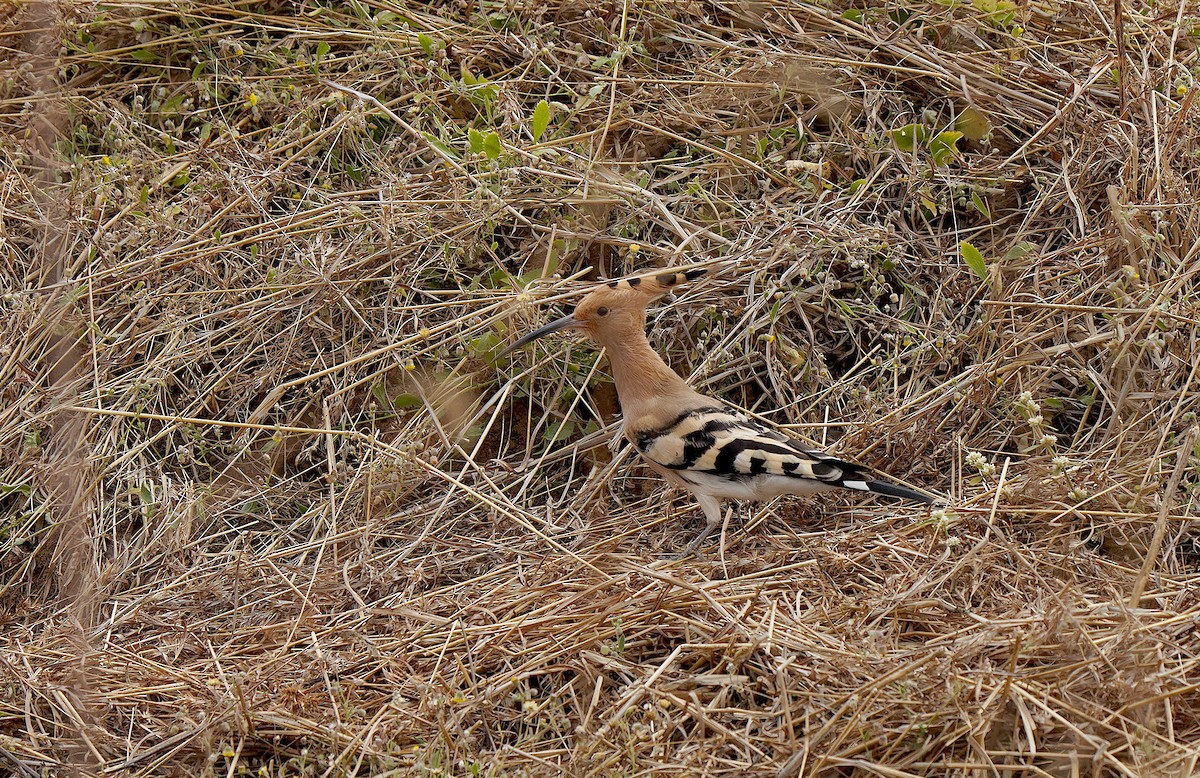 Huppe fasciée - ML437205441