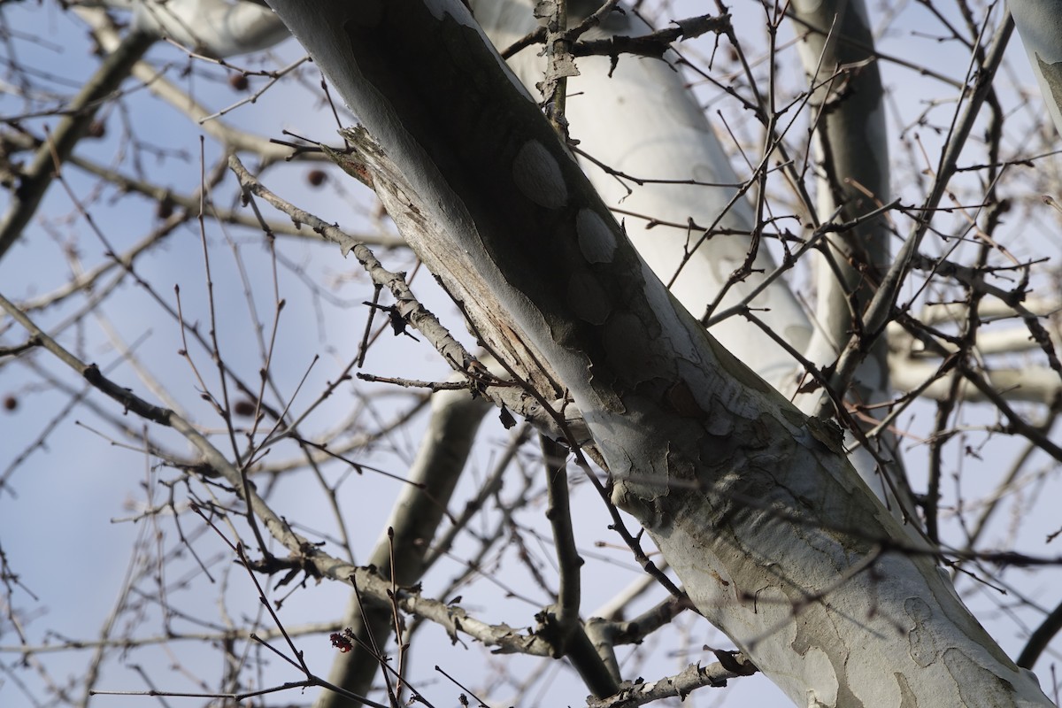 Tufted Titmouse - ML437207731