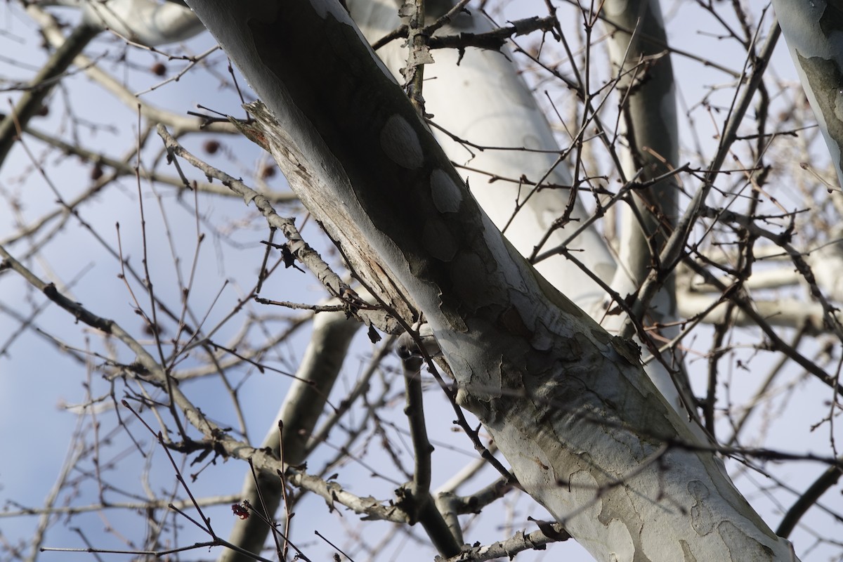 Tufted Titmouse - ML437207931