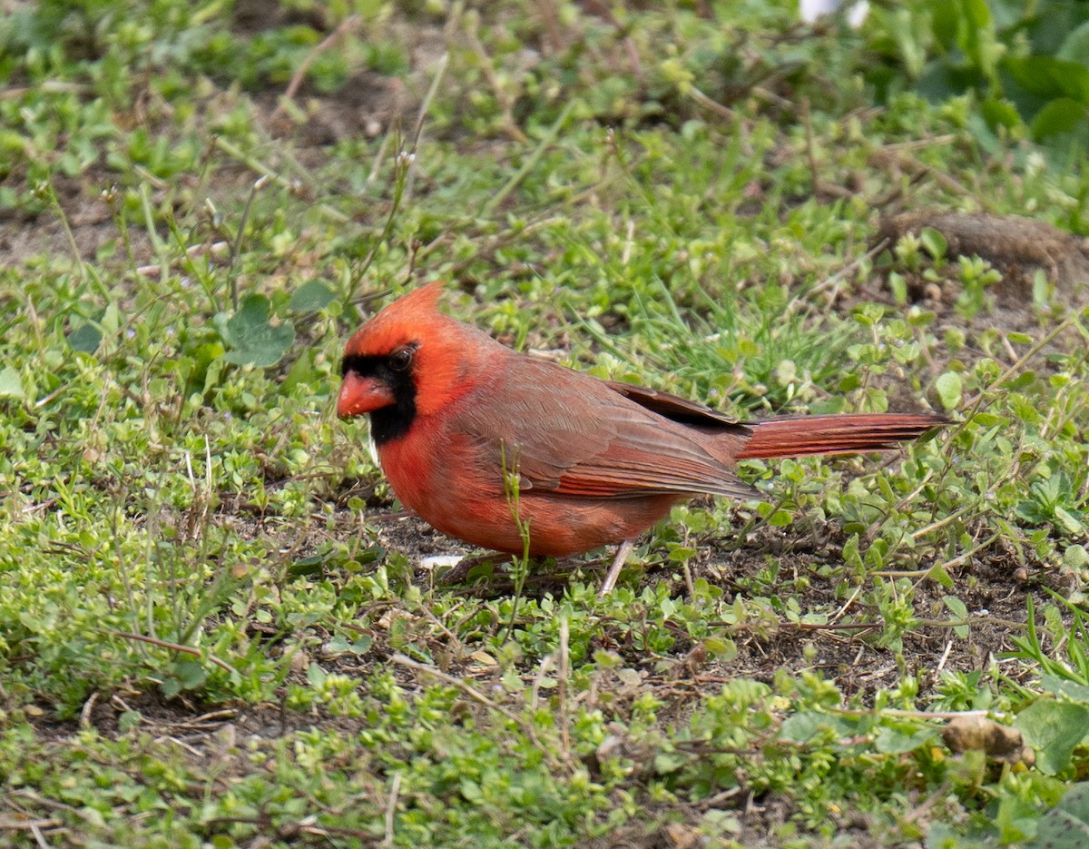 Northern Cardinal - ML437209841