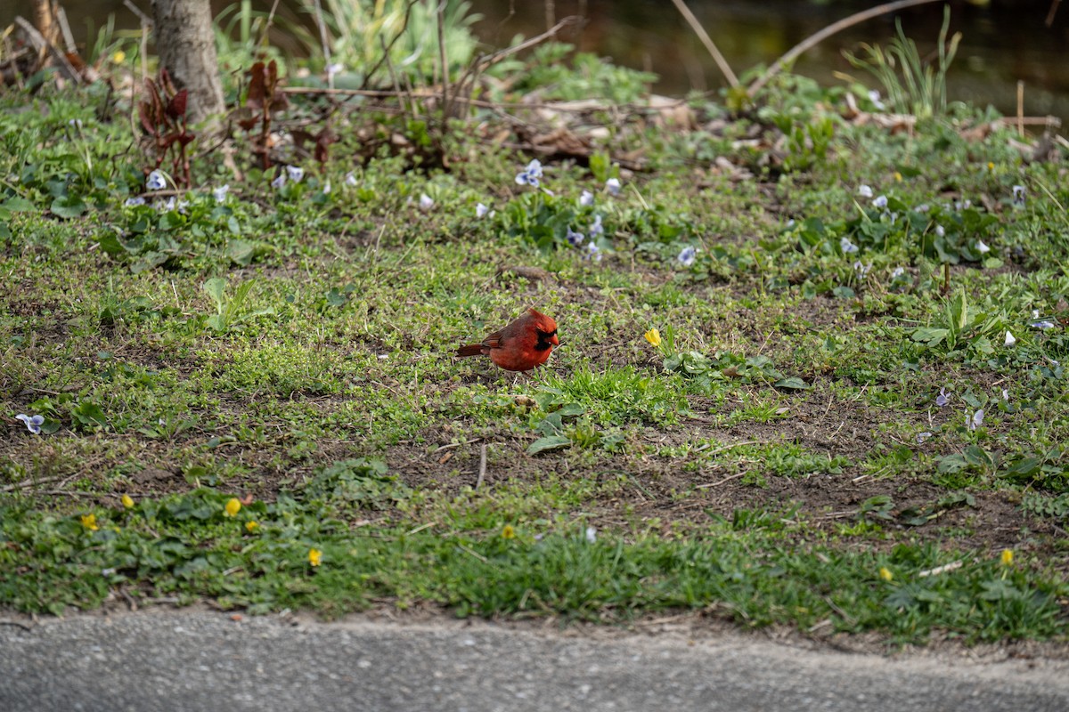 Northern Cardinal - ML437209891