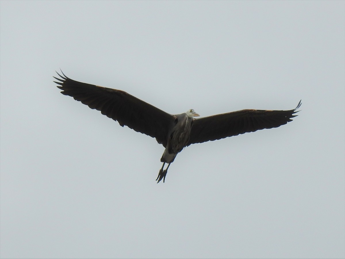 Great Blue Heron - ML437210181