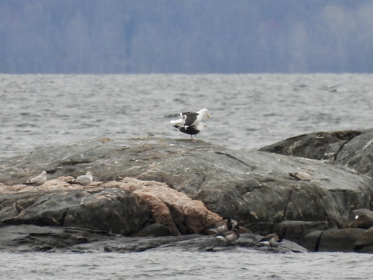 Great Black-backed Gull - Caroline Quinn