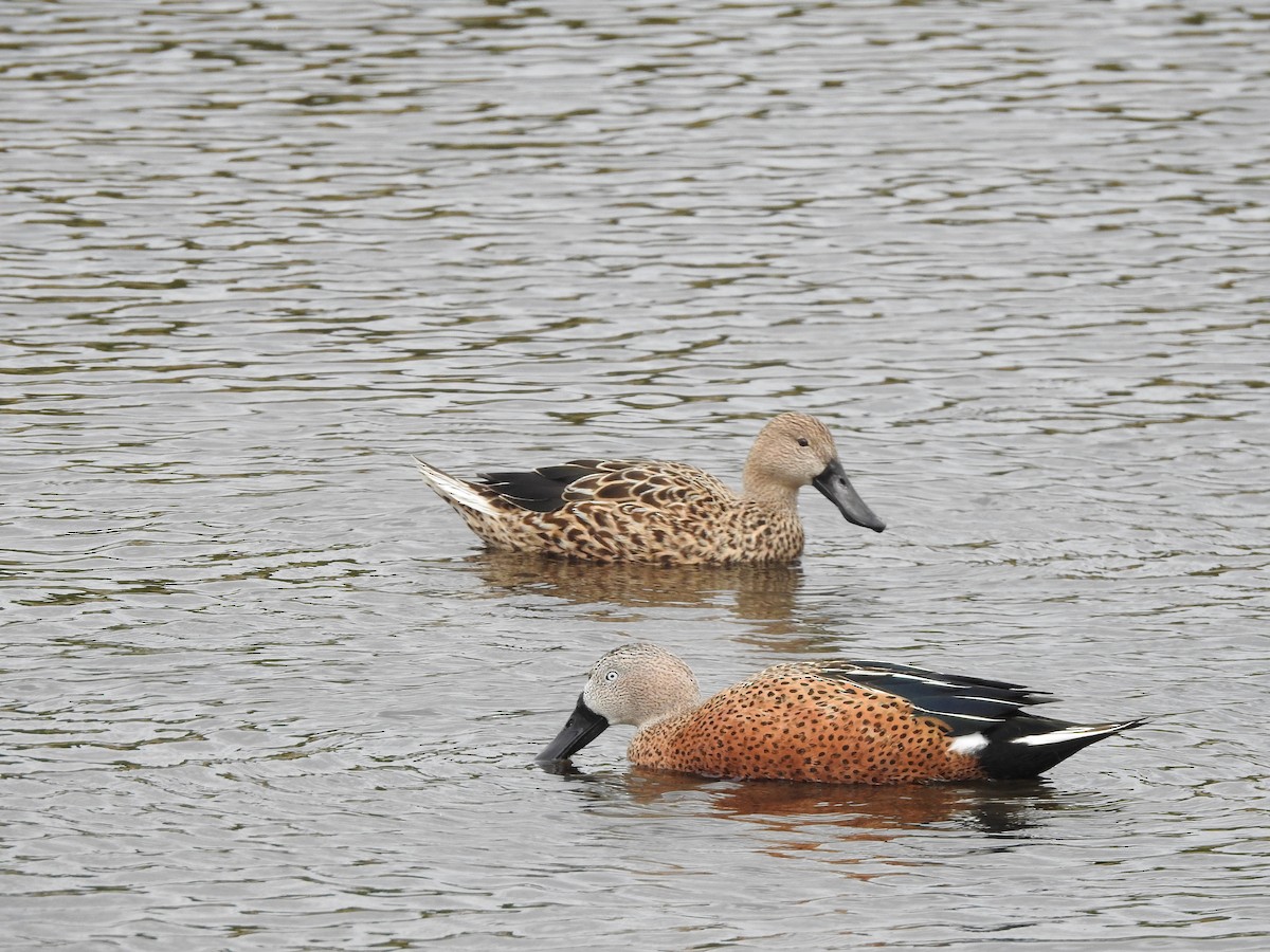 Red Shoveler - ML437210321