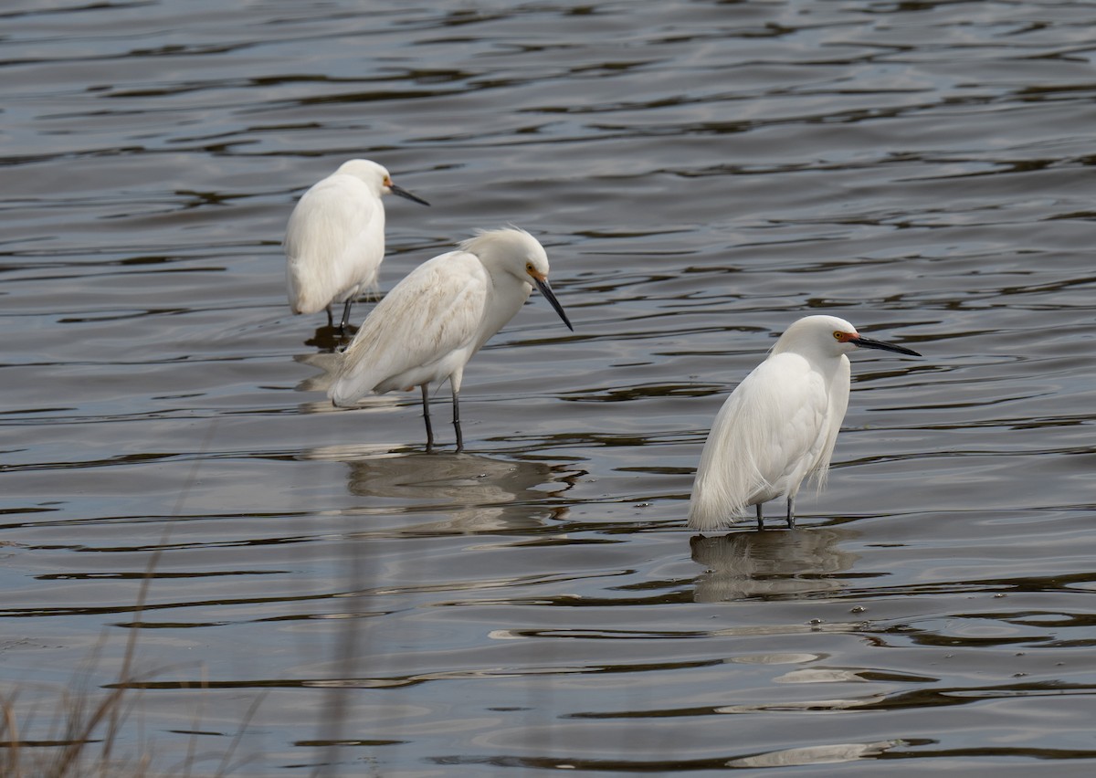 Snowy Egret - ML437210511