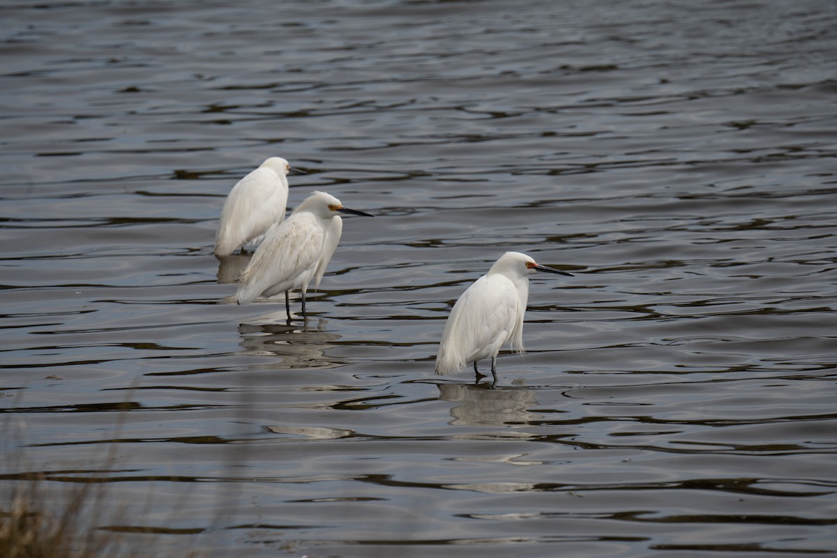 Snowy Egret - ML437210541