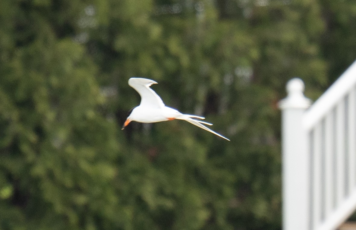 Forster's Tern - ML437210581