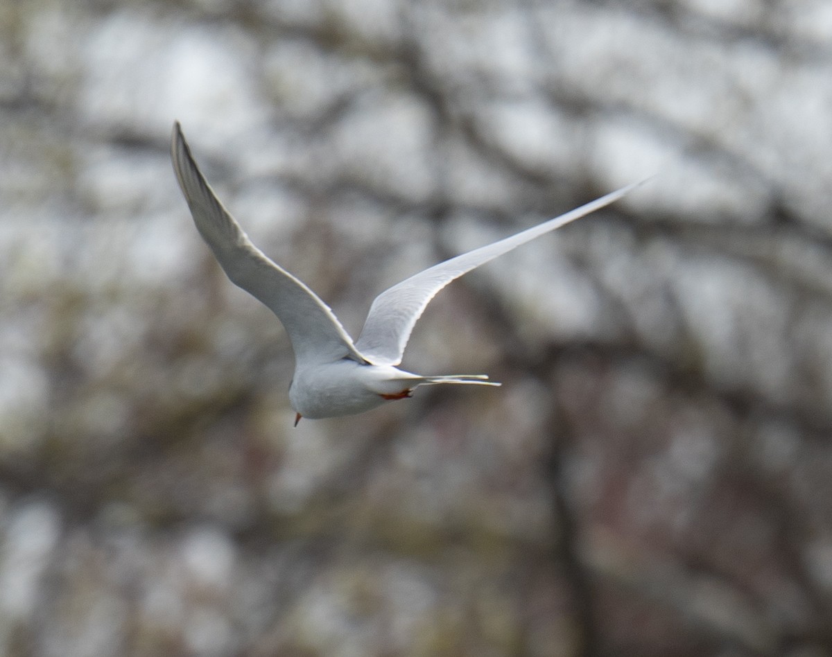 Forster's Tern - Jordan Wolf