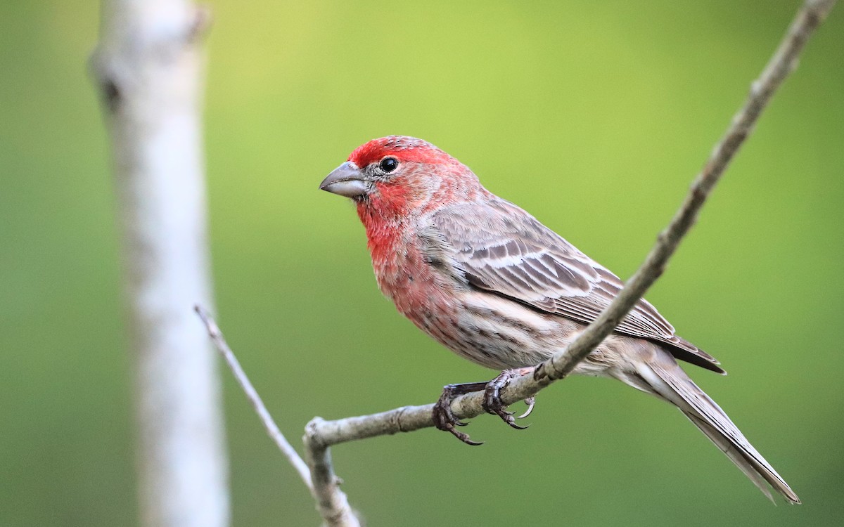 Hausgimpel - ML437213511