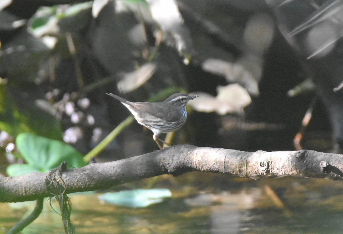 Northern Waterthrush - ML437213571