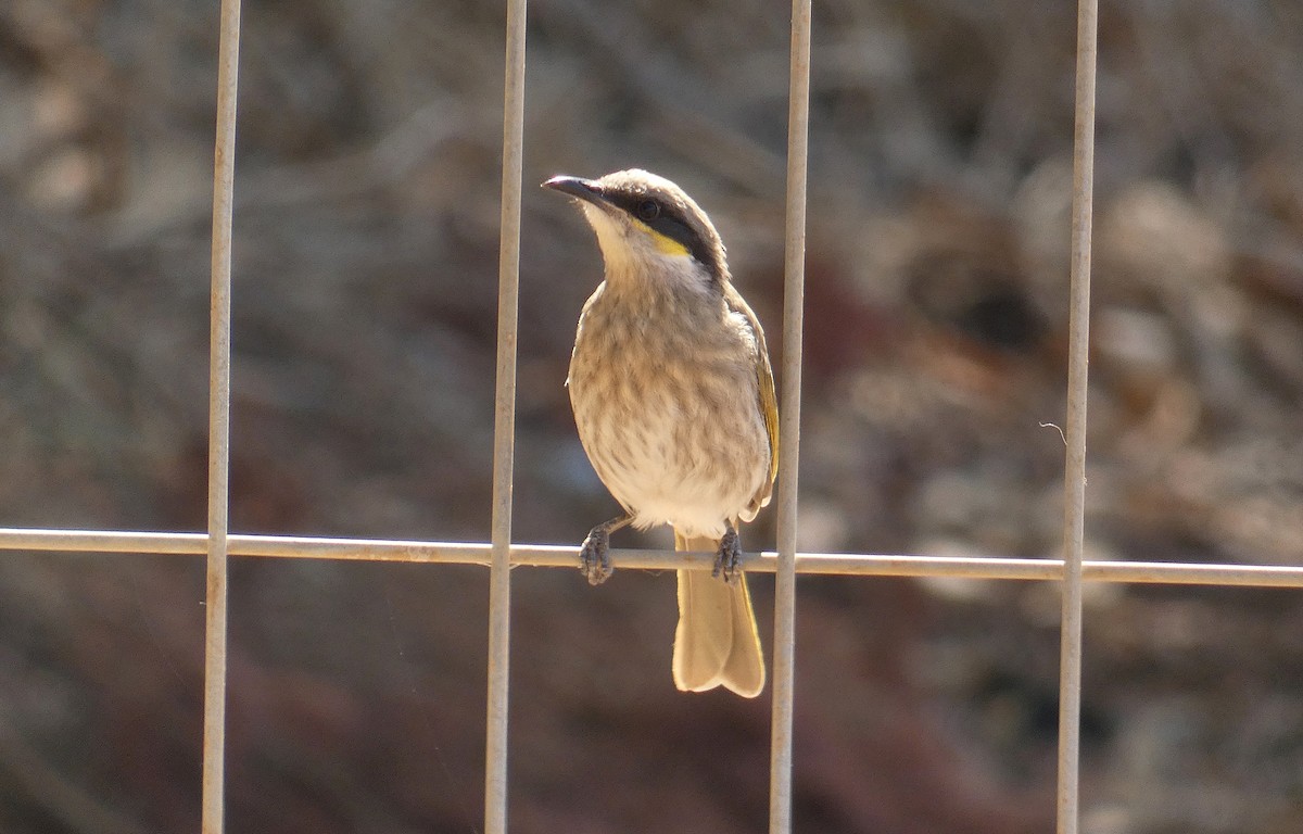Singing Honeyeater - ML437216291