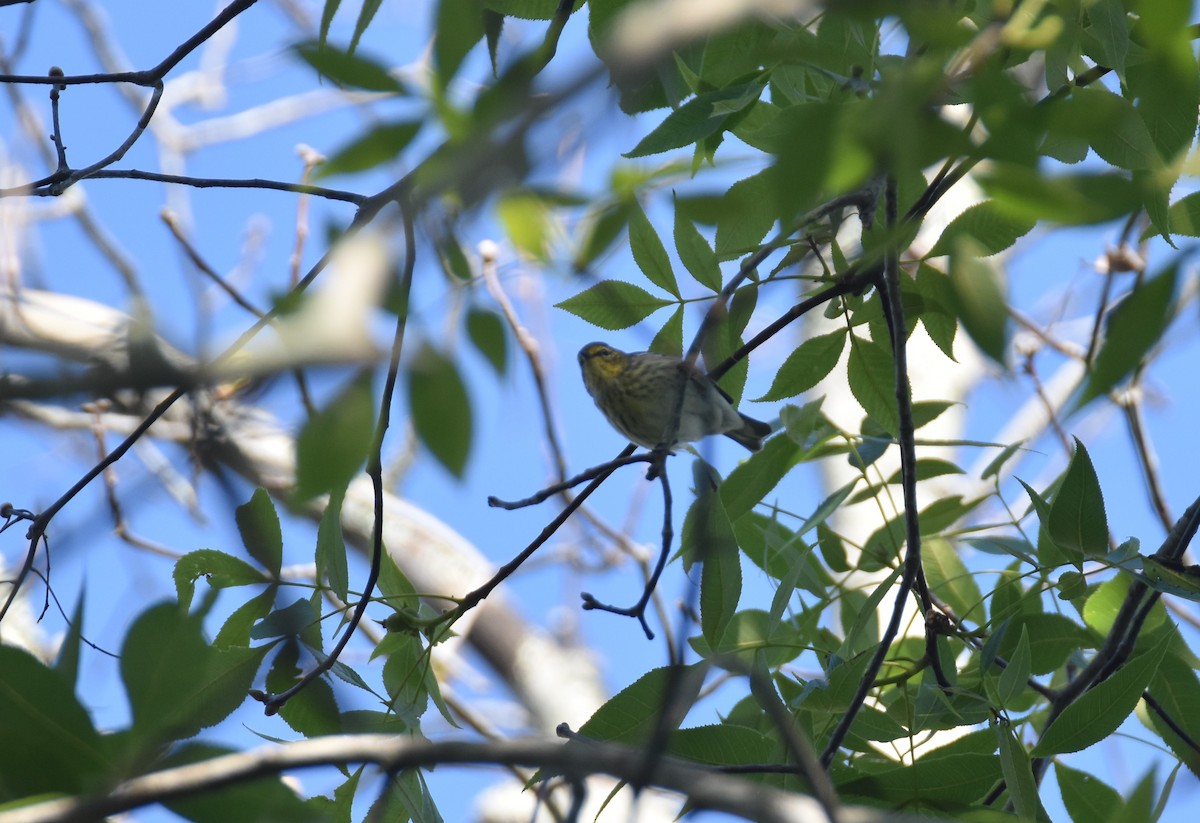 Cape May Warbler - ML437216501