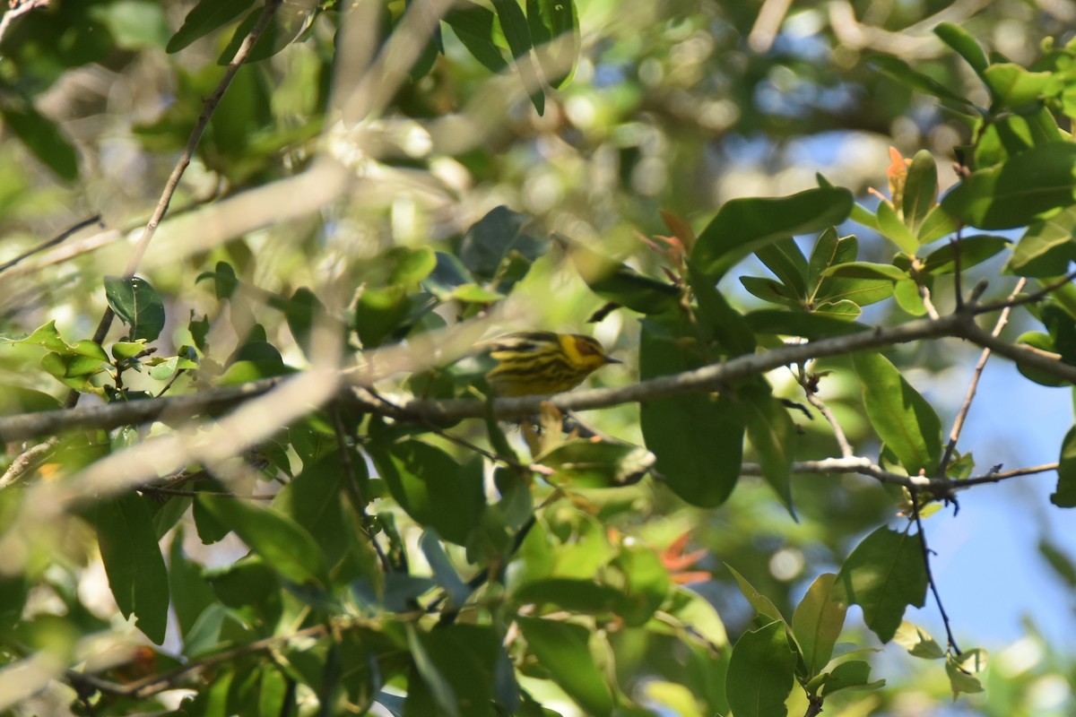 Cape May Warbler - ML437216611