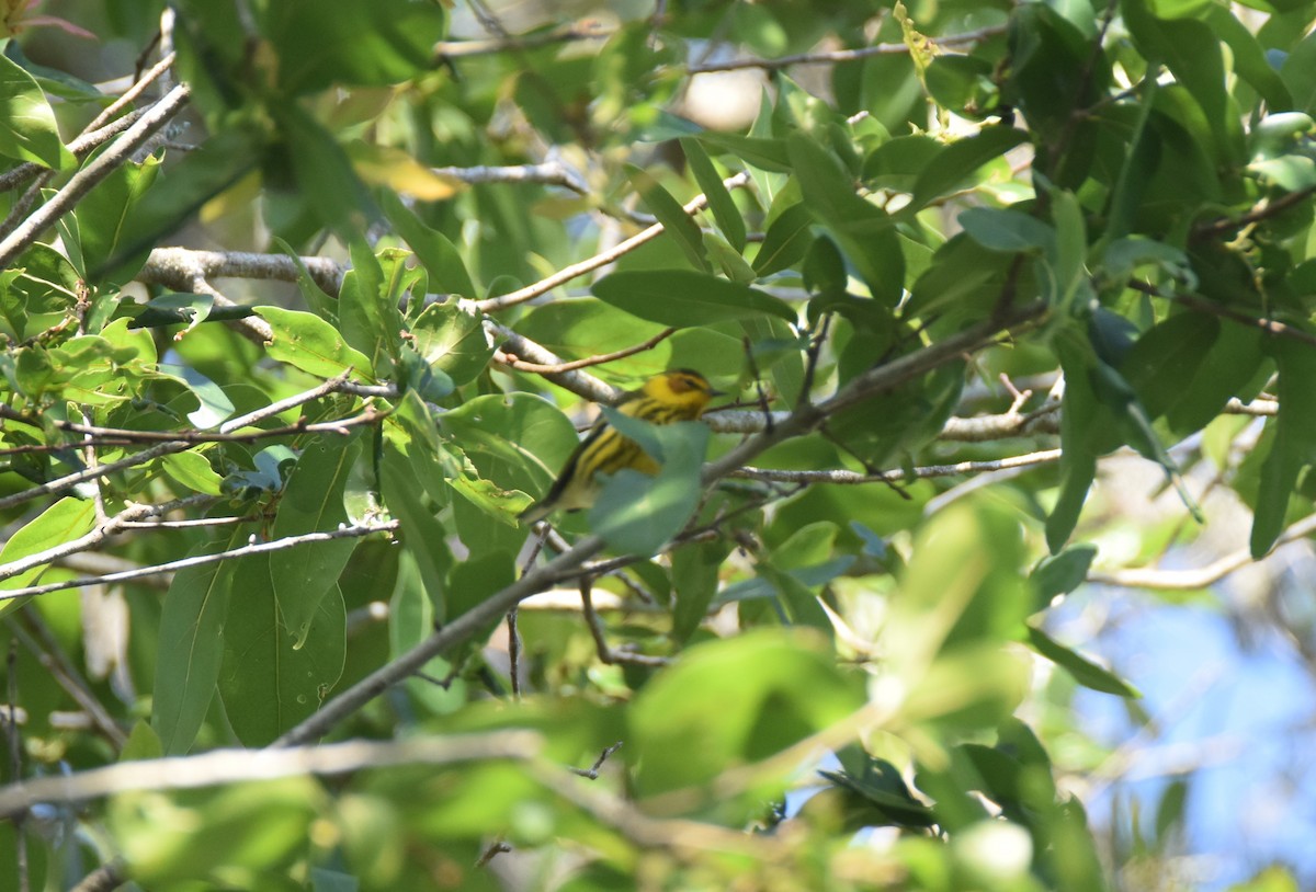 Cape May Warbler - ML437216631