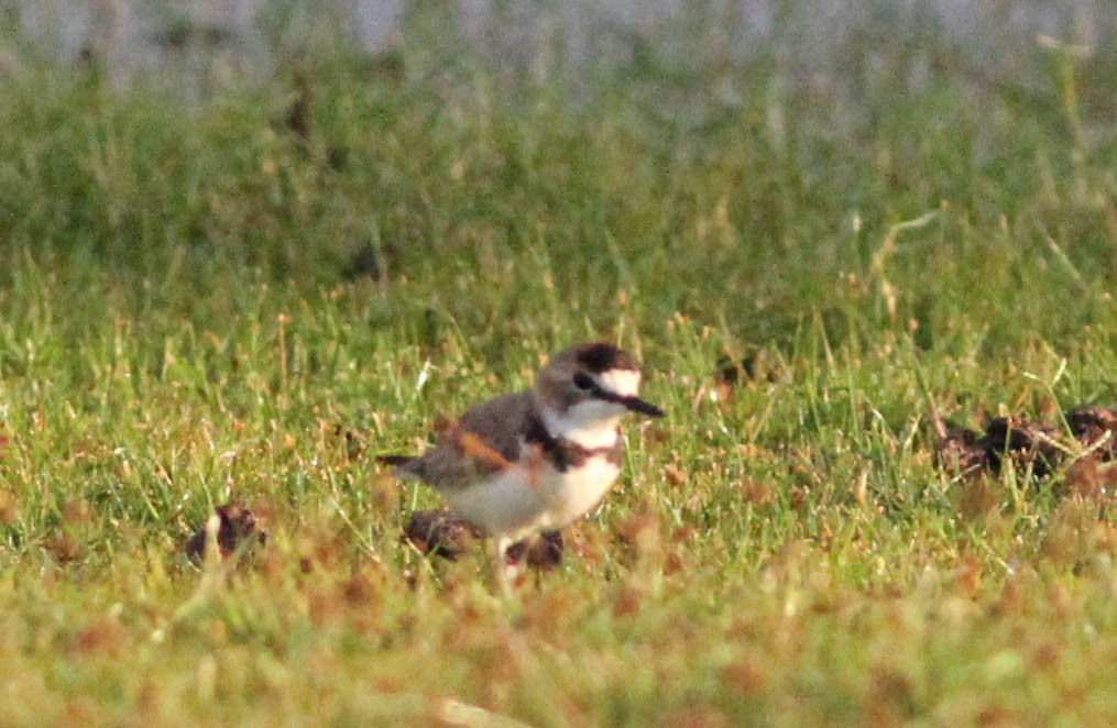 Collared Plover - ML437217981