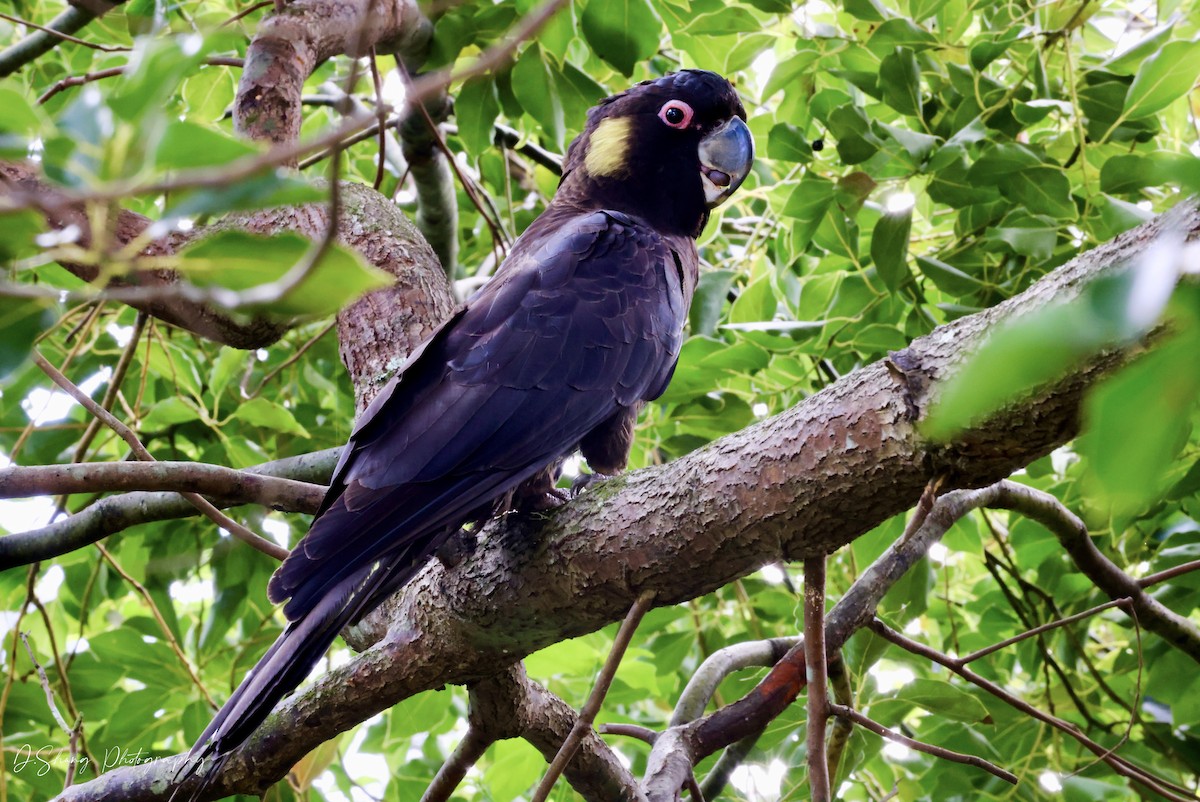 Yellow-tailed Black-Cockatoo - ML437219401