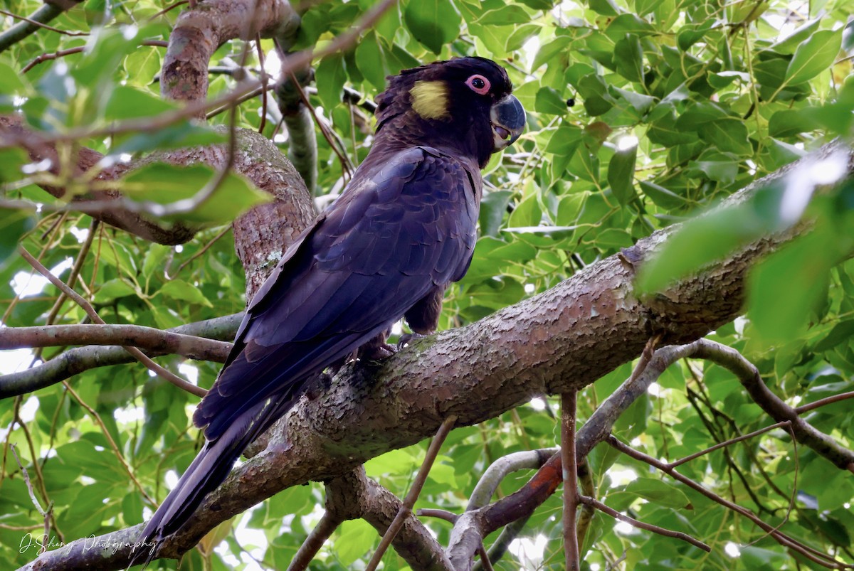 Yellow-tailed Black-Cockatoo - ML437219411