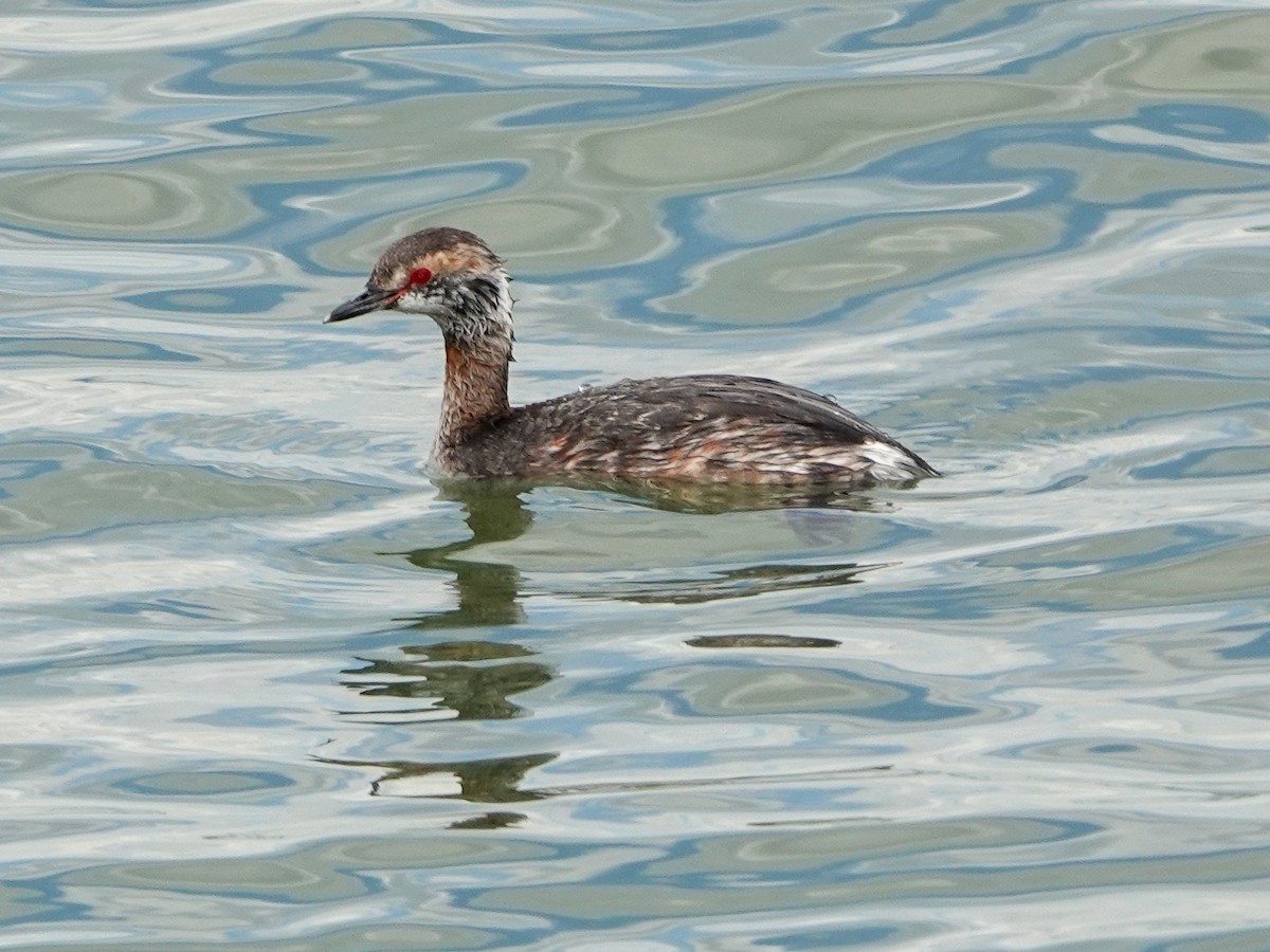 Horned Grebe - ML437219641