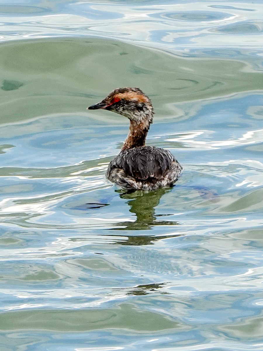 Horned Grebe - ML437219701