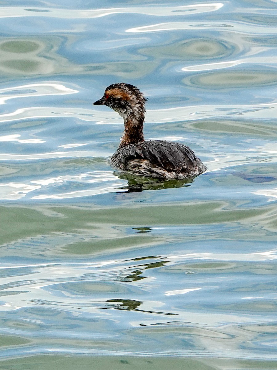 Horned Grebe - ML437219731