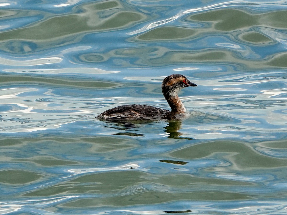 Horned Grebe - ML437219771